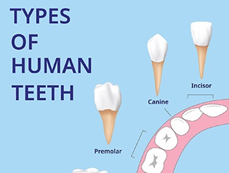 illustration of location of teeth types 